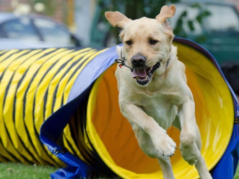 hund agility läger