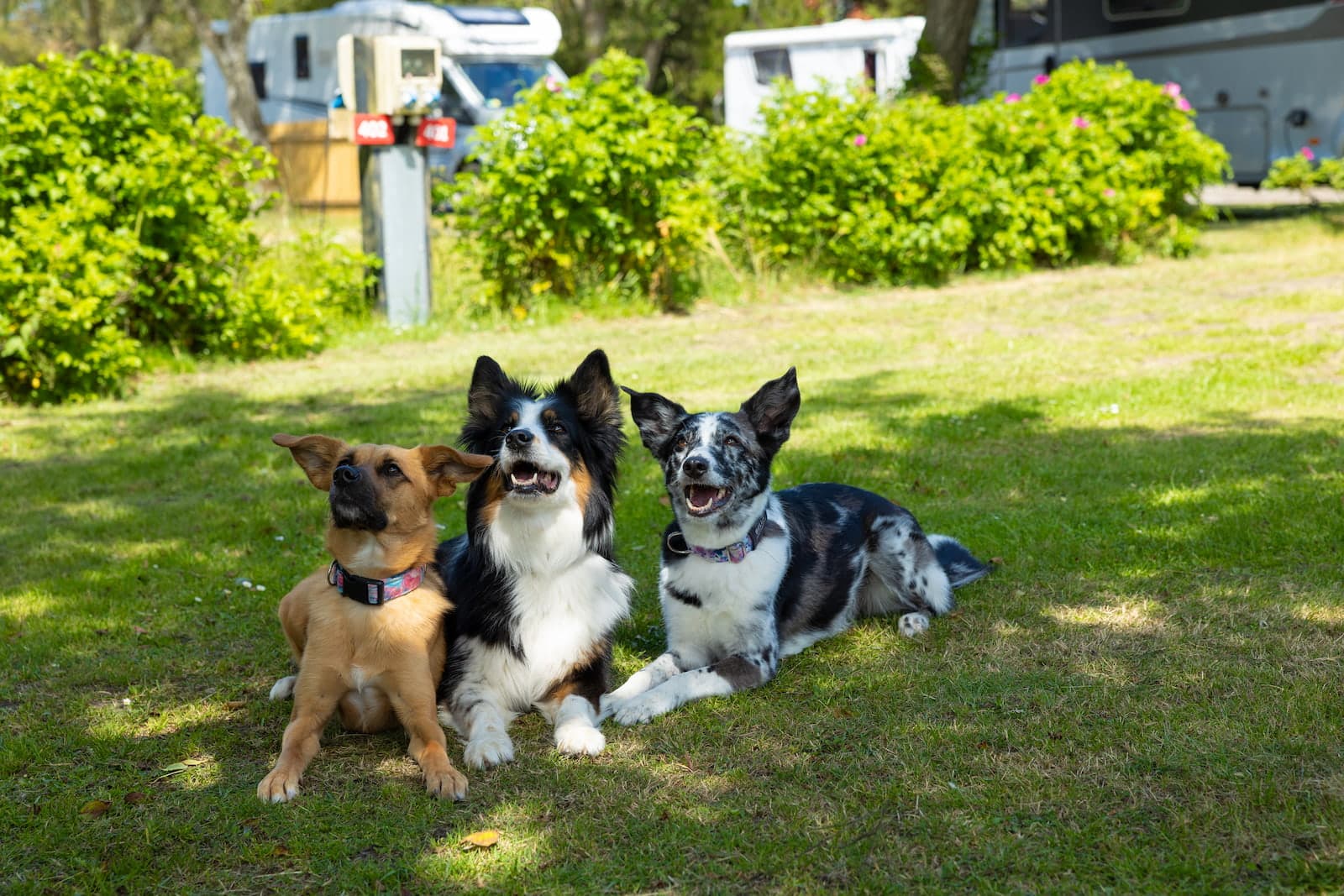 Hundvänlig vistelse vid Grenen Strand - Skagen