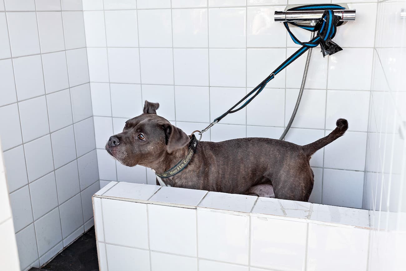 Hundevenlig camping ved sø med hundebadested og naturskønne omgivelser. 