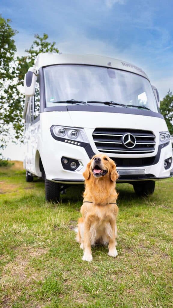 Hundevenlig camping