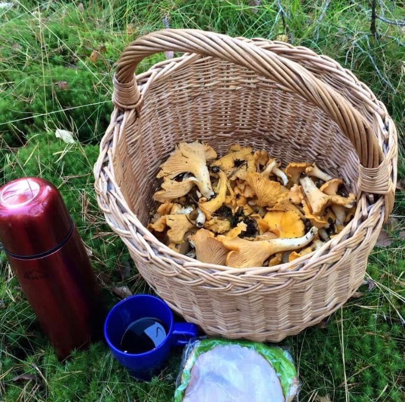 En korg full med kantareller i skogen med en termos och fika bredvid
