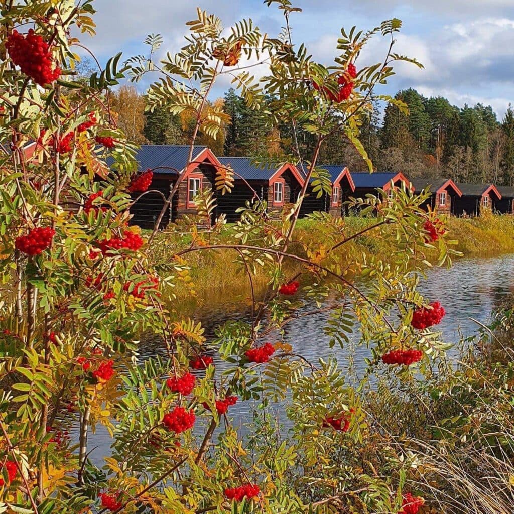 Höstbild från Enåbadet stugor med natur och rönnbär över ån.