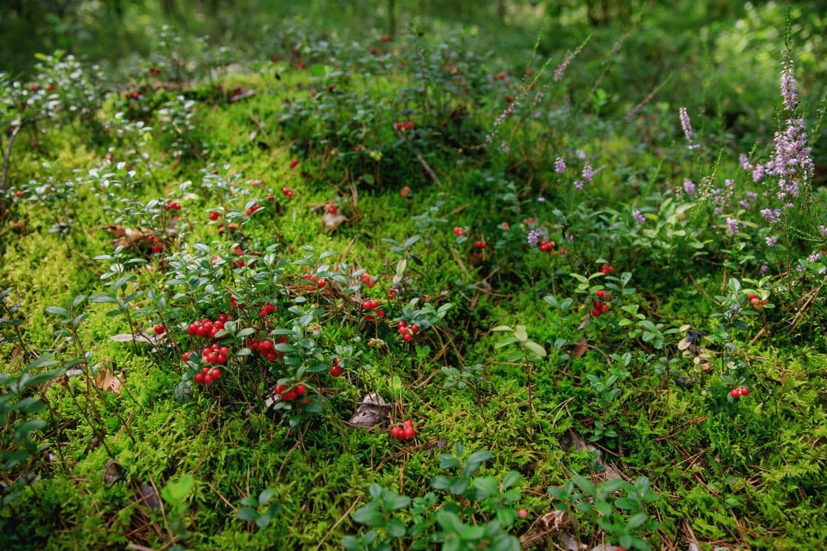 Plocka lingon i naturen nära First Camp