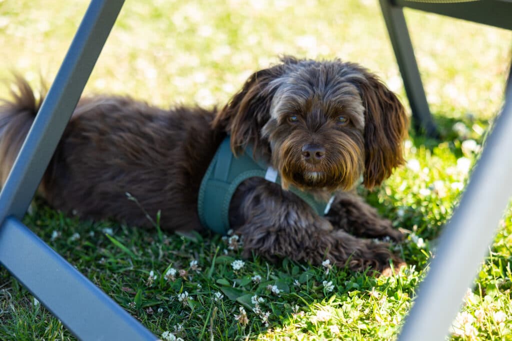 Hundevenlig campingplads i Bogense med hundebad og gåture