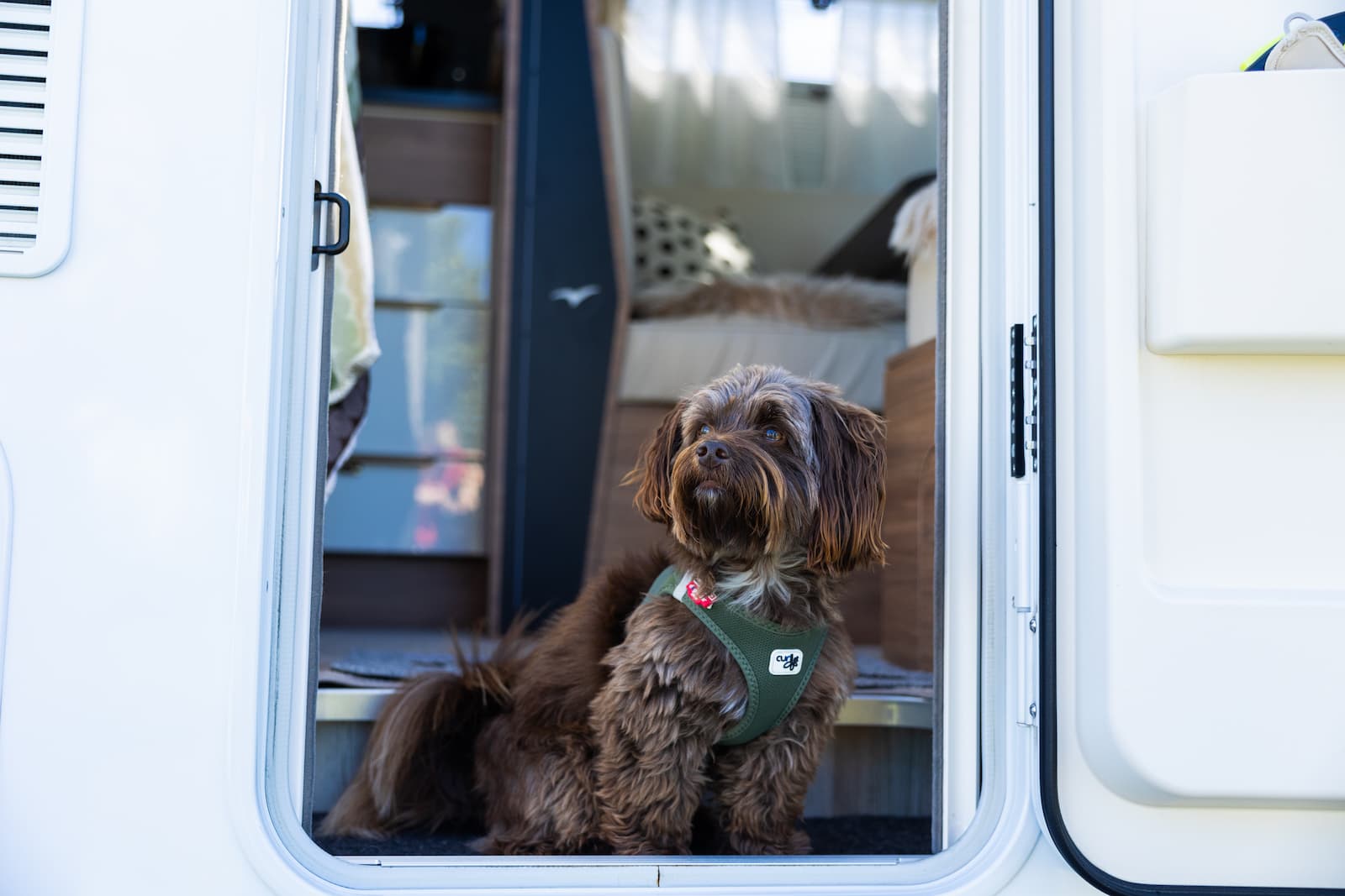 Hundevenligt på campinpladsen