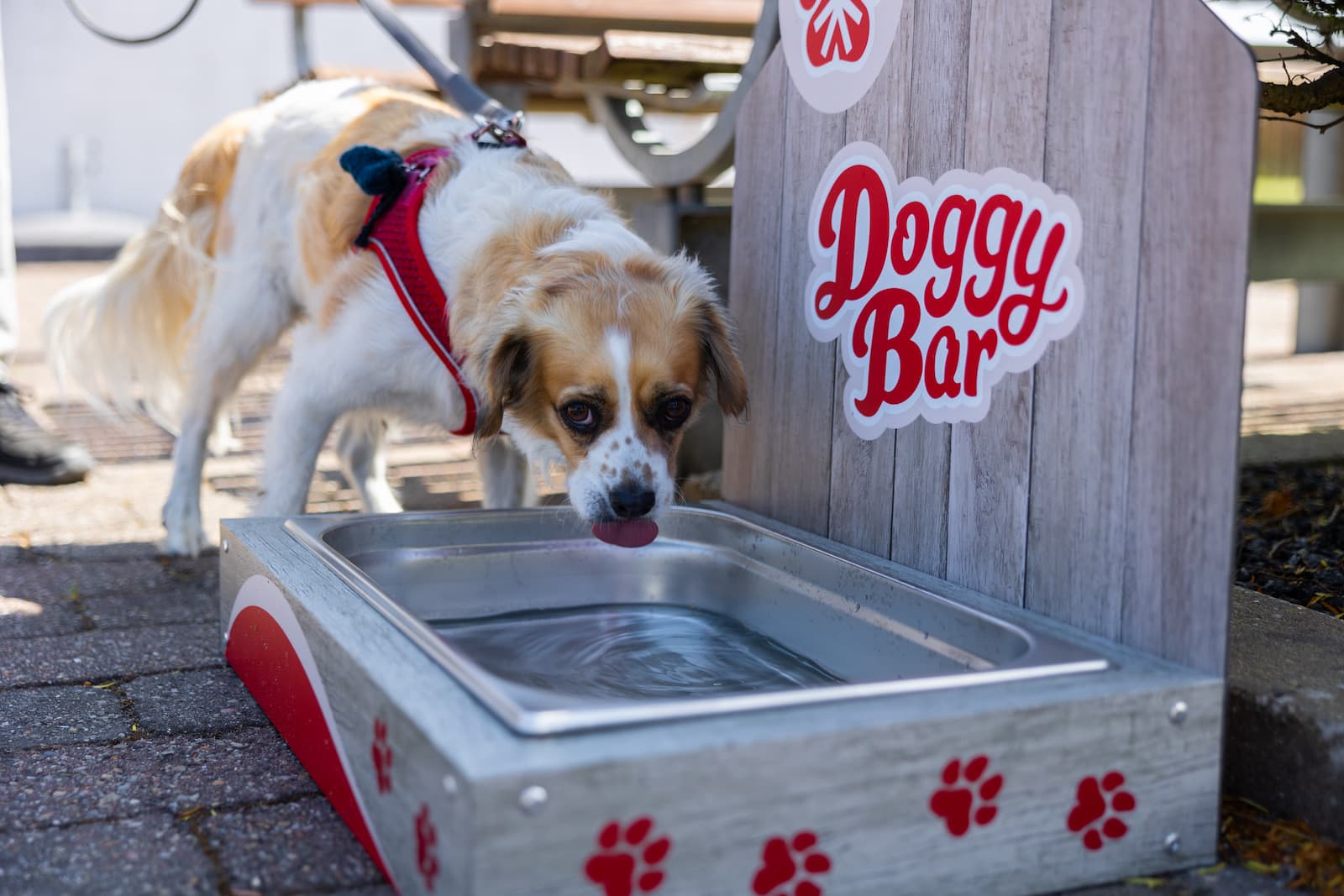 Hundevenligt på campinpladsen