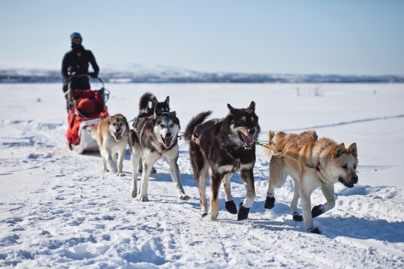 Hundesledekjøring vinter