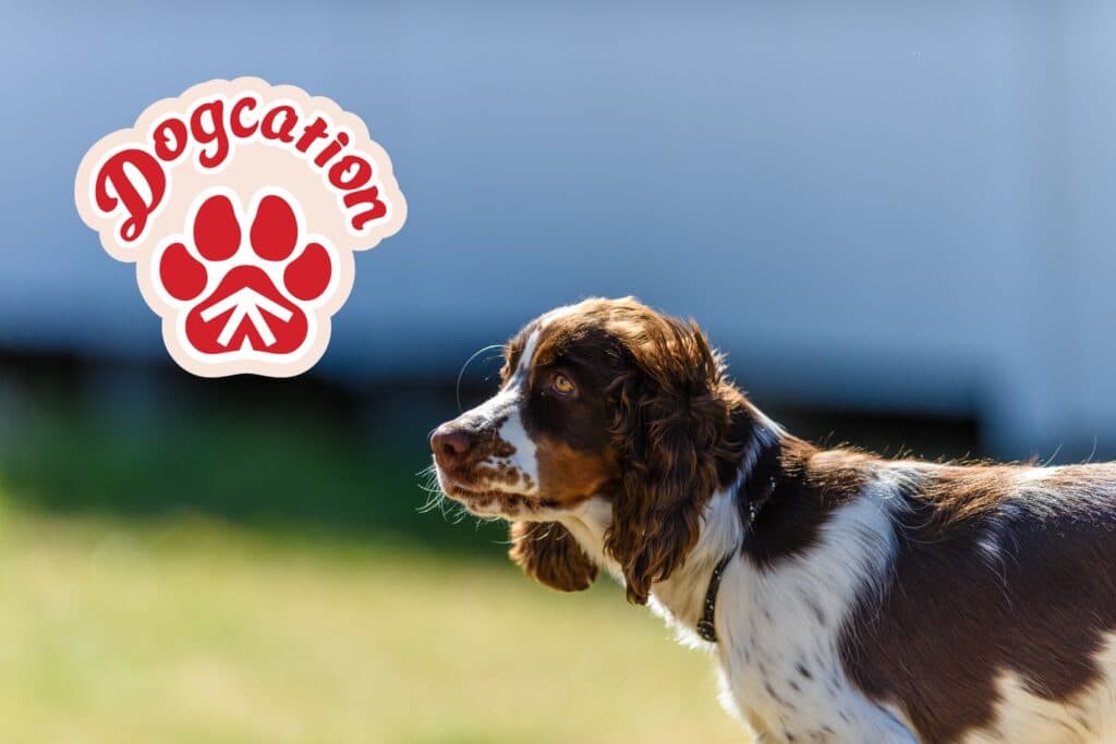 Tips till din semester med hund